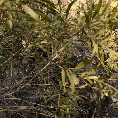 3D Leaves Camouflage Ghillie Suit Lightweight Camouflage Ghillie woodland Camoflage Sniper Airsoft Shooting Hunting Equipment
